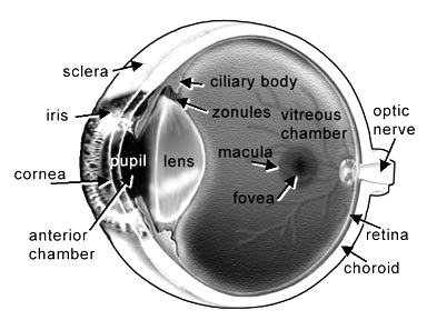 The Normal Vision Eye